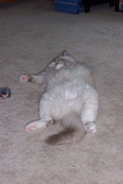 Click for the original image