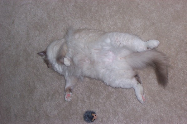 Click for the original image