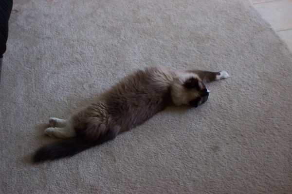 Click for the original image