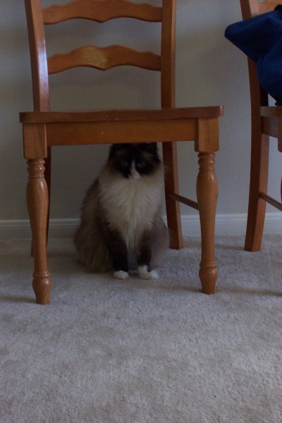 Click for the original image