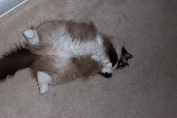 Click for the original image