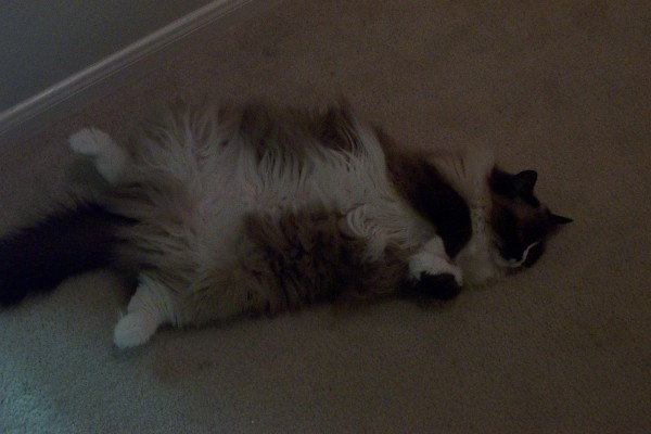 Click for the original image