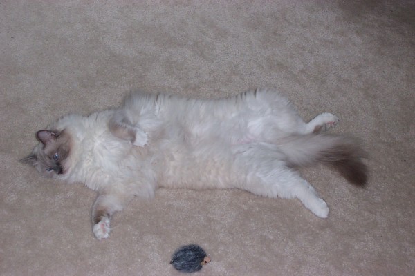 Click for the original image