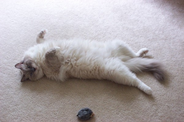 Click for the original image