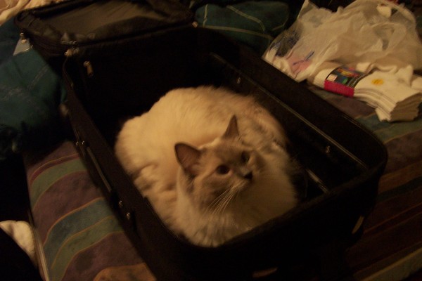 Click for the original image