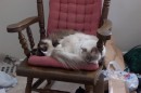 BothCatsRockingChair * 1800 x 1200 * (455KB)