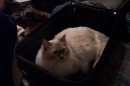 Dontforgettopackthecat * 1800 x 1200 * (391KB)