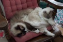 SleepingCats * 1800 x 1200 * (441KB)