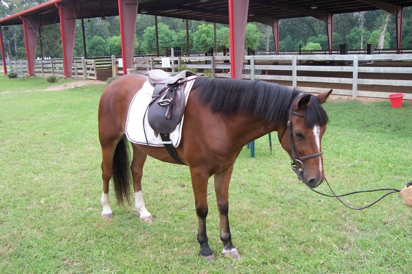 Click for the original image