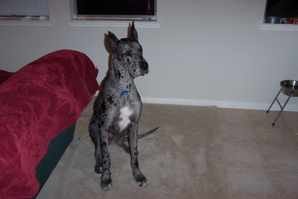 Click for the original image