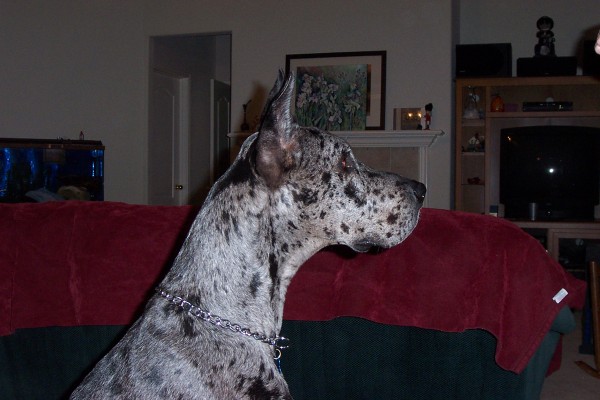 Click for the original image