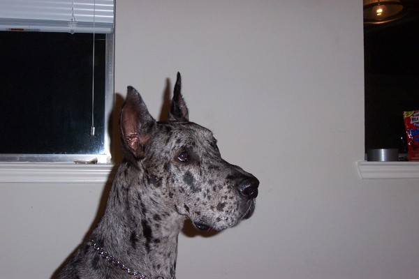 Click for the original image