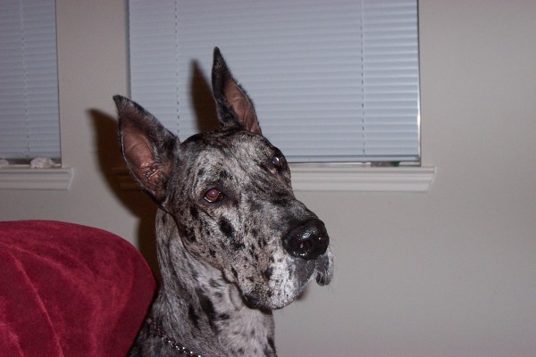 Click for the original image