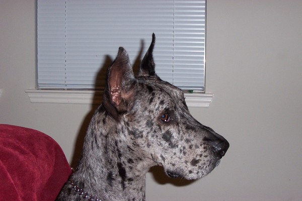 Click for the original image