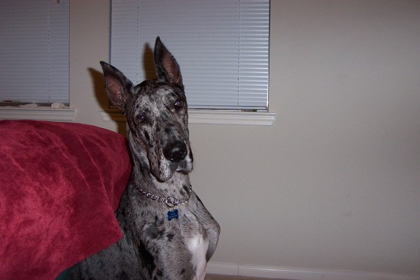 Click for the original image