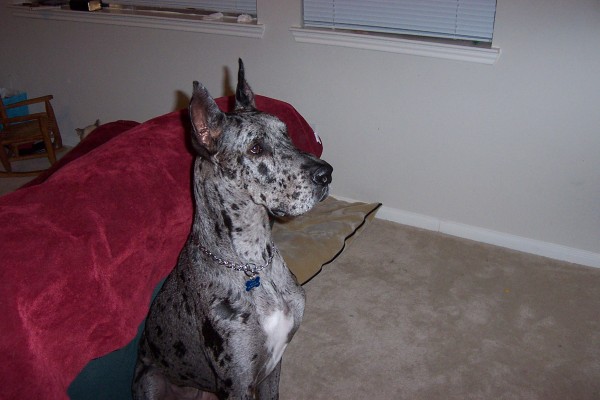 Click for the original image