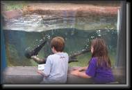 KidsOtters * 1800 x 1200 * (1.31MB)